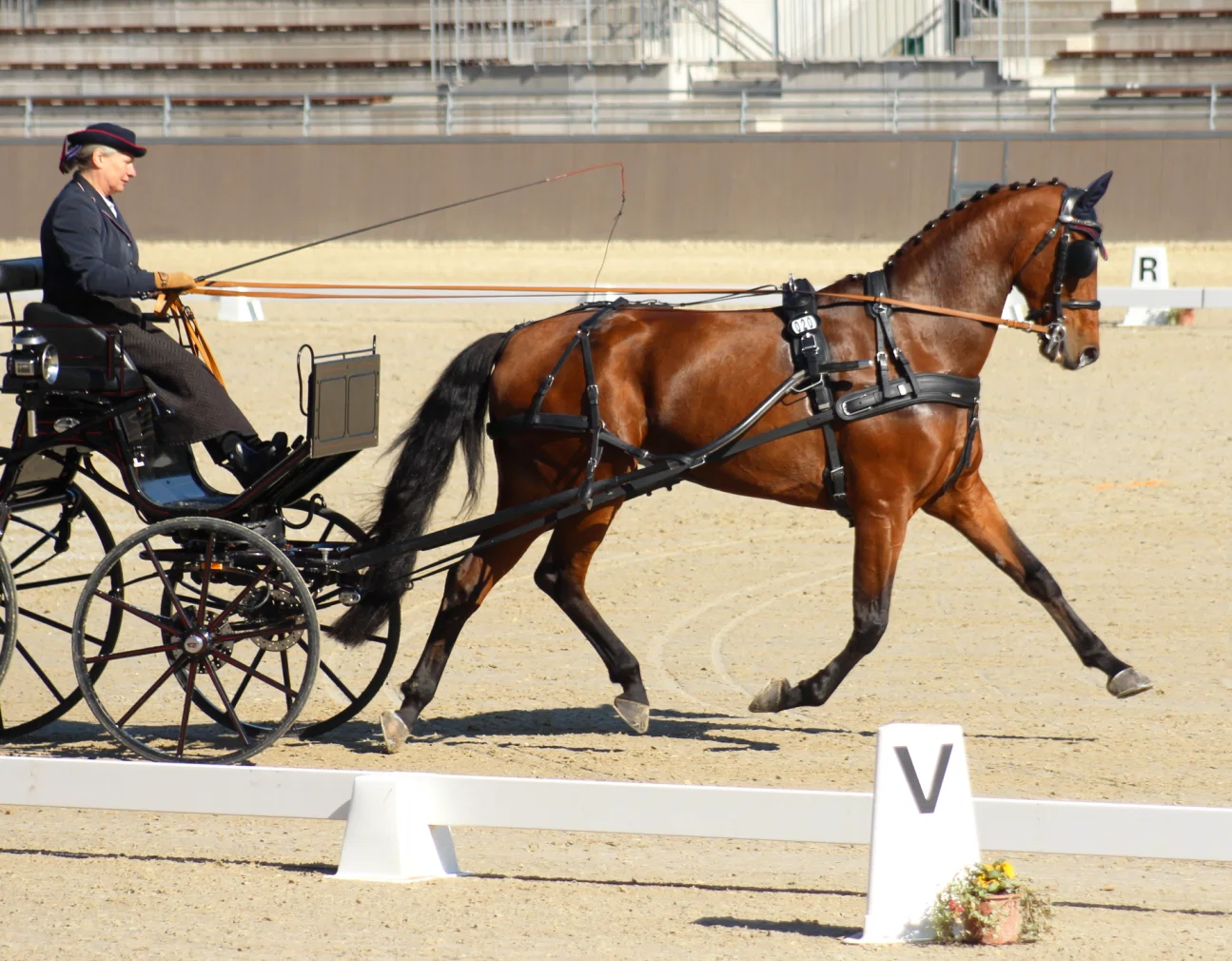 Bettina Winkler mit Fahrpferd im Einspänner